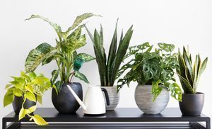 Happy Healthy Houseplants at the Mendham Township Library