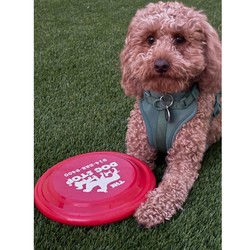 The Dog Stop Mamaroneck Grand Opening Celebration