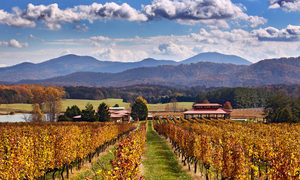 From Coast to Commonwealth: Napa Valley vs Virginia's Shenandoah Valley October 21 6pm-8pm