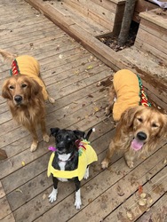 Dog-Friendly Howl-O-Ween Costume Contest at Cody's Public House