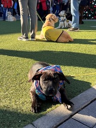 Wrentham Village Premium Outlets Hosts Dog’s Day Out