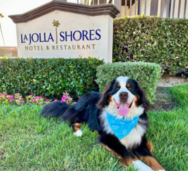 Howl-O-Ween Happy Hour and Pet Costume Party at The Shores Restaurant