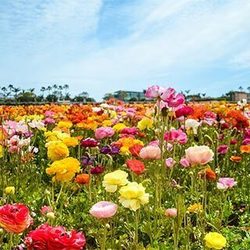 Women’s Health Update 2026: Cardiovascular Disease and Menopause - CME - San Diego