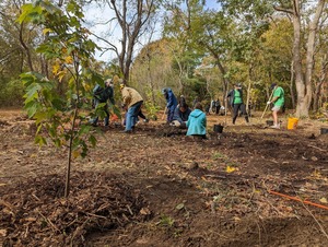 Miantonomi Park Reforestation Project