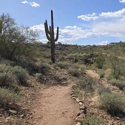 Fountain Hills Desert Botanical Garden 50th Anniversary Celebration