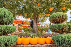 Harvest Moon Event at Moon Valley Nurseries
