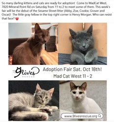 Cat and Kitten Adoption Fair