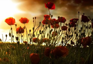 Profs & Pints DC: Poets of the First World War