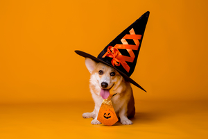 All Dogs are Welcome at Burlington Mall’s Howl-O-Ween Party!