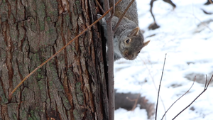 Storytime Adventure: Tracks in the Snow