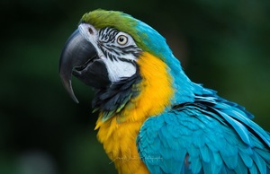 Animal Encounter with The Natural Naturalist