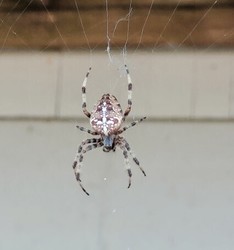Spiders: The Most Misunderstood Garden Protector