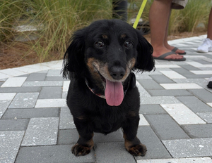 Wags on the Water at Slipaway