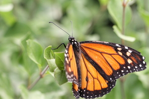Butterfly Pavilion’s Monarch Magic