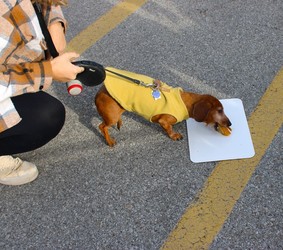 Cottleville Pie-Eating Contest for Pets