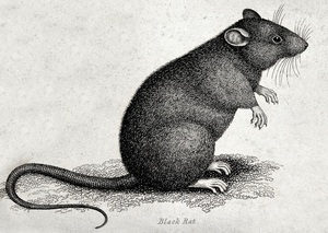 Profs & Pints Richmond: Your Neighbor the Rat