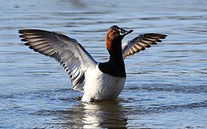 Young Birders Walk at Algonkian