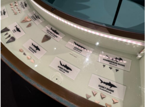 Teen Workshop: Shark Tooth Jewelry