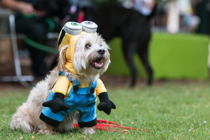 Dog Costume Parade at The Village at San Antonio Center