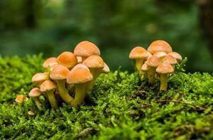 Family Nature Adventures: Fungi
