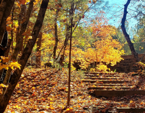 Nature Hike: Autumn Foliage