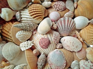 Shell-Tastic Workshop