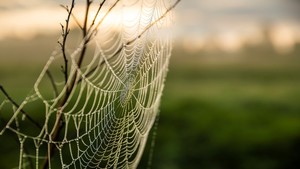 Preschool Explorers: Spinning Spiders
