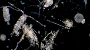 Lectures with Road Scholar: The Secret Life of Plankton