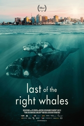 “Last of the Right Whales:” A Movie Screening with Sophia Naumovski