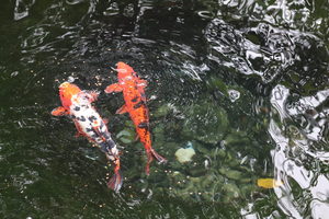 Feed the Fish at the Botanical Gardens