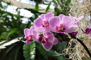 Orchid Exhibit at the Botanical Gardens