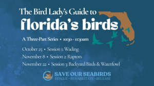 The Bird Lady’s Guide to Florida Birds: Session 2 - Raptors