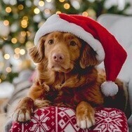 MONTCLAIR PLACE WELCOMES PETS FOR SPECIAL SANTA PHOTOS
