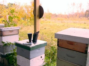 Beginning Beekeeping Class Rochester NY 2026