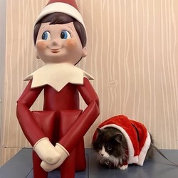 MAINPLACE INVITES PETS AND THEIR FAMILIES TO TAKE PHOTOS WITH SANTA