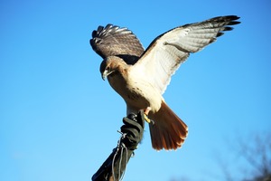 Birds of Prey with Gregory Martel, Master Falconer/ Raptor Educator
