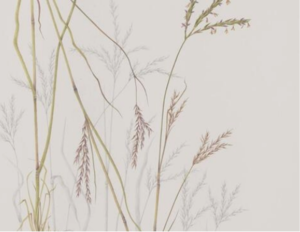 Art: Pressed, Painted, Preserved