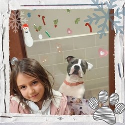 Bow Wow Blizzard Camp