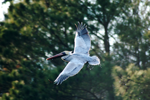 Back Bay & False Cape Bird Tour
