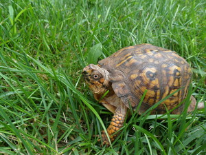 NJ Audubon: Meet the Reptiles!