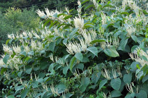 Invasive Plants: What Can Gardeners Do?