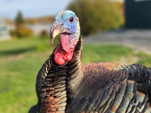 Holiday Shop & Stroll at the Sanctuary