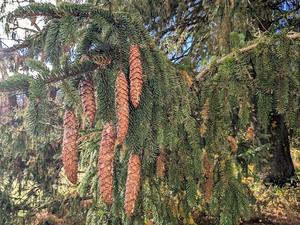 NJ Audubon: Evergreen Identification