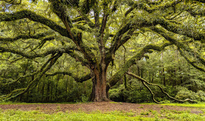 Resting and Connecting in Community: A Day-Long Mindfulness Retreat
