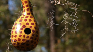 Good Garden Talks: Bird House Gourds