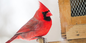 Intro to Backyard Bird Feeding & Project FeederWatch
