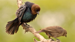 Holland Audubon program: "Bird Behaviors" by Kelly Ronald Ph.D.