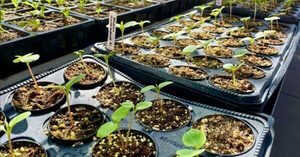 Lecture: Winter Sowing with The Friends of The Oak Park Conservatory