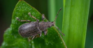 Lecture: Houseplant Pest Management with The Friends of The Oak Park Conservatory