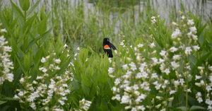 Lecture: Building a Drought-Tolerant Garden with The Friends of The Oak Park Conservatory